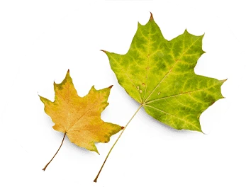 leaves-bottom-right