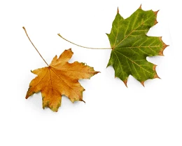 leaves-top-left