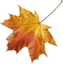 leaves-top-right