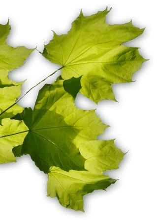 leavesLeft
